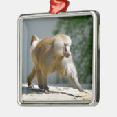 Baboon loopt op de grond metalen ornament (Links)