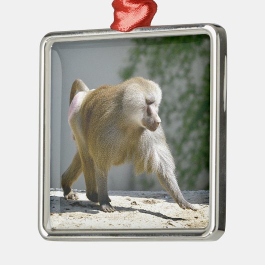Baboon loopt op de grond metalen ornament (Links)