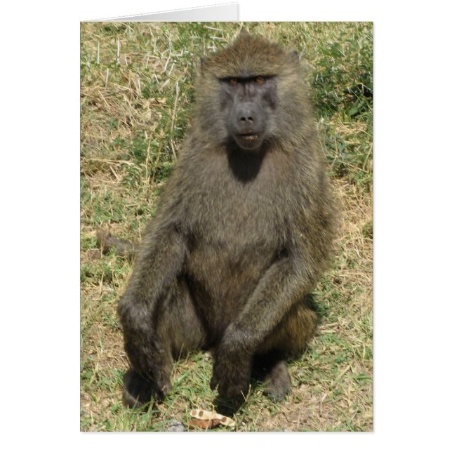Baboon man (Voorkant)