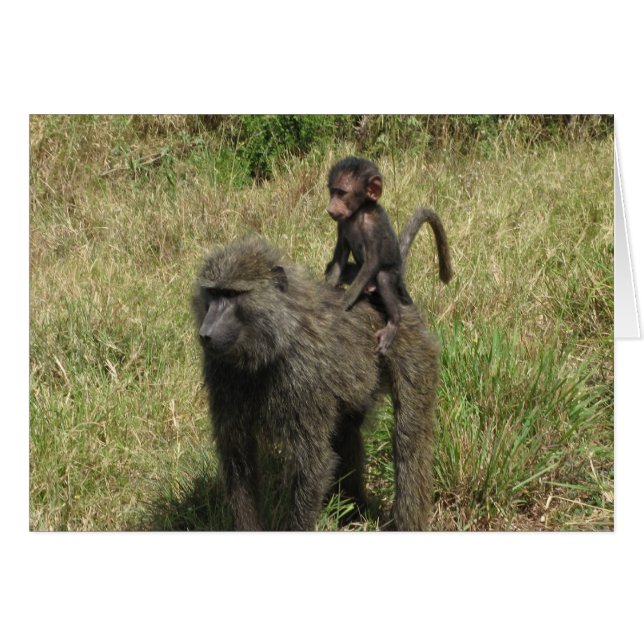 Baboon moeder en baby (Voorkant Horizontaal)