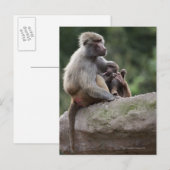 Baboon moeder verzorgt haar jongen briefkaart (Voorkant / Achterkant)