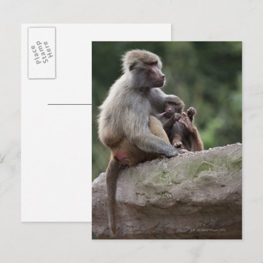 Baboon moeder verzorgt haar jongen briefkaart (Voorkant / Achterkant)
