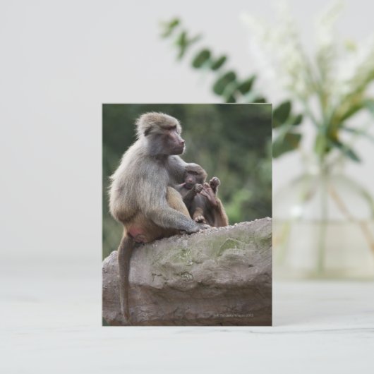 Baboon moeder verzorgt haar jongen briefkaart (Staand voorkant)