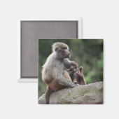Baboon moeder verzorgt haar jongen magneet (Voorkant / Achterkant)