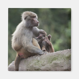 Baboon moeder verzorgt haar jongen magneet