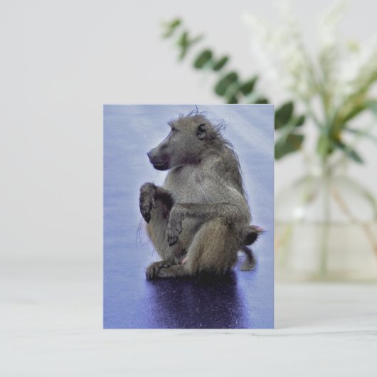 Baboon Sitting Briefkaart (Staand voorkant)