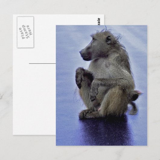 Baboon Sitting Briefkaart (Voorkant / Achterkant)