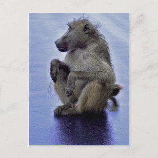 Baboon Sitting Briefkaart