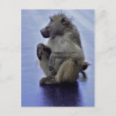 Baboon Sitting Briefkaart (Voorkant)