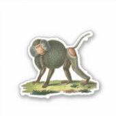 Baboon Sticker (Voorkant)