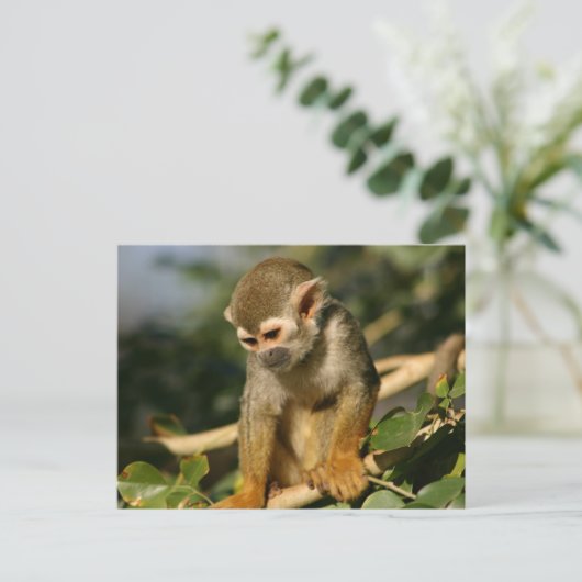 Baby aap briefkaart (Staand voorkant)