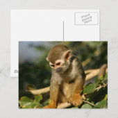 Baby aap briefkaart (Voorkant / Achterkant)