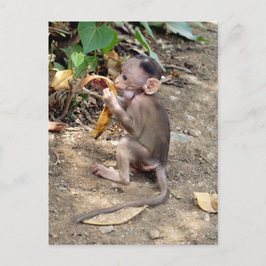 Baby aap briefkaart (Voorkant)
