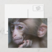 Baby aap briefkaart (Voorkant / Achterkant)