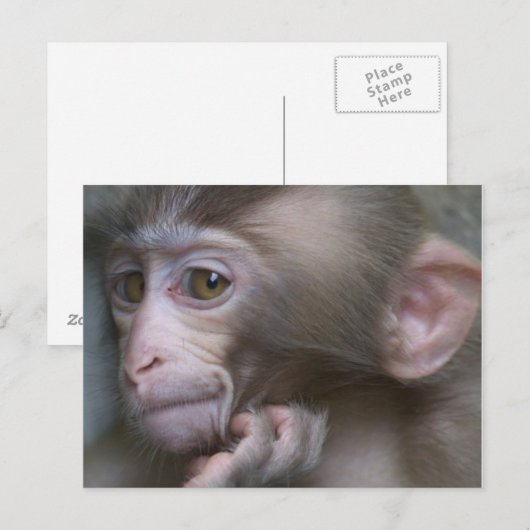 Baby aap briefkaart (Voorkant / Achterkant)