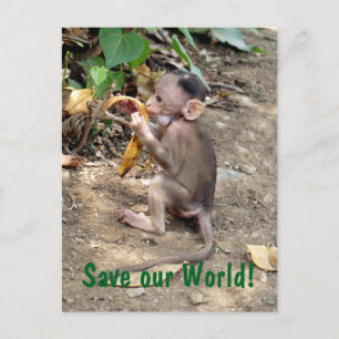 Baby aap briefkaart