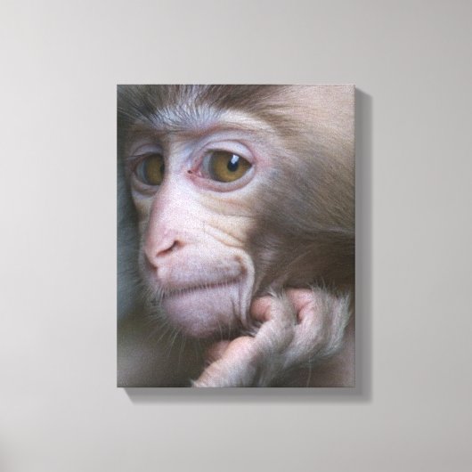Baby aap canvas afdruk (Voorkant)