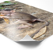 Baby aap foto afdruk (Hoek)