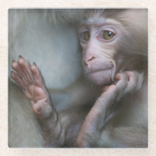 Baby aap glazen onderzetter (Voorkant)