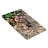 Baby aap magneet (Rechterzijde)