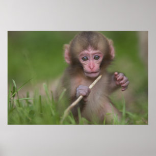 Baby aap poster