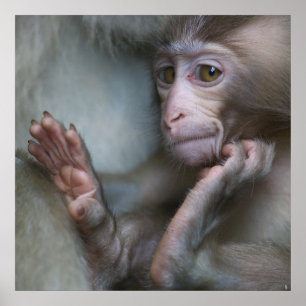Baby aap poster