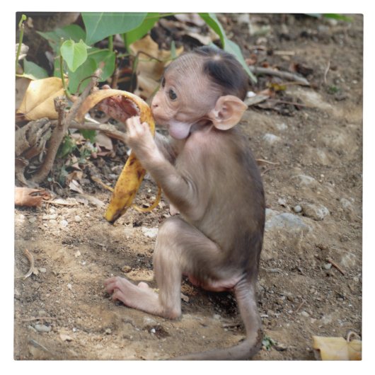 Baby aap tegeltje (Voorkant)