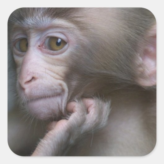 Baby aap vierkante sticker (Voorkant)
