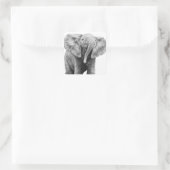 Baby African Elephant Sticker (Tas)