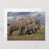 Baby African Elephant with Famy Briefkaart (Voorkant / Achterkant)