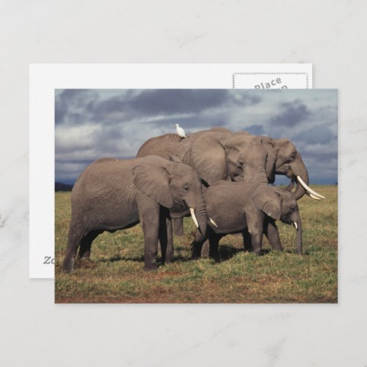 Baby African Elephant with Famy Briefkaart (Voorkant / Achterkant)
