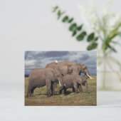 Baby African Elephant with Famy Briefkaart (Staand voorkant)