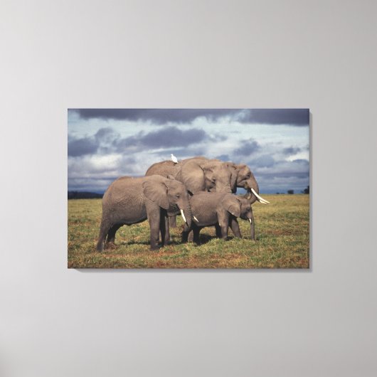 Baby African Elephant with Famy Canvas Afdruk (Voorkant)