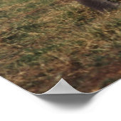 Baby African Elephant with Famy Poster (Hoek)