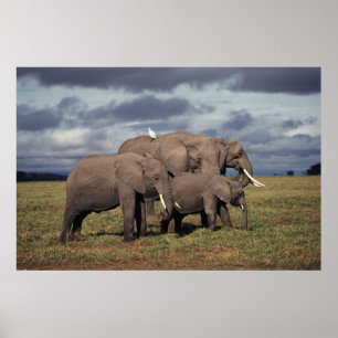 Baby African Elephant with Famy Poster