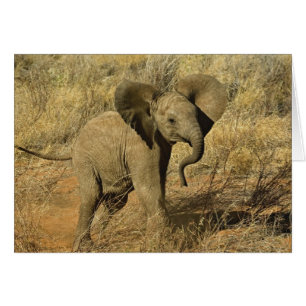 Baby-Afrikaanse olifant, Loxodonta Afriana,