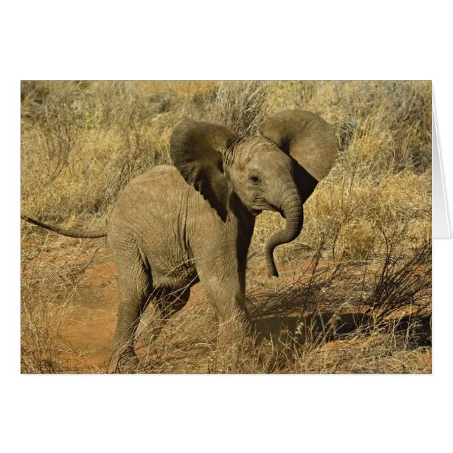 Baby-Afrikaanse olifant, Loxodonta Afriana, (Voorkant Horizontaal)