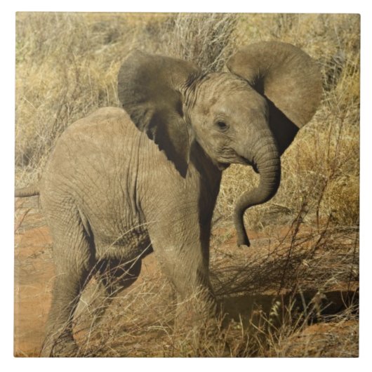 Baby-Afrikaanse olifant, Loxodonta Afriana, Tegeltje (Voorkant)