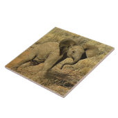 Baby-Afrikaanse olifant, Loxodonta Afriana, Tegeltje (Zijkant)