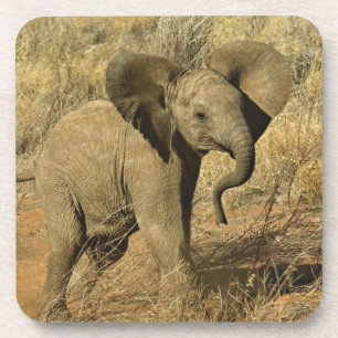 Baby Afrikaanse Olifant, Loxodonta Africana, Bier Onderzetter