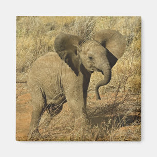 Baby Afrikaanse Olifant, Loxodonta Africana, Magneet