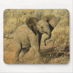 Baby Afrikaanse Olifant, Loxodonta Africana, Muismat
