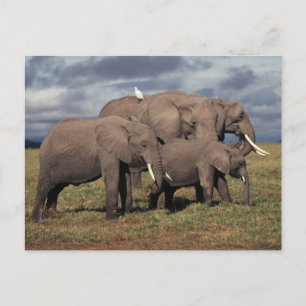 Baby Afrikaanse olifant met familie Briefkaart