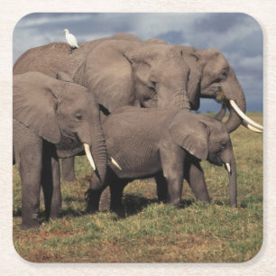 Baby Afrikaanse olifant met familie Kartonnen Onderzetters