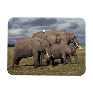 Baby Afrikaanse Olifant met familie Magneet