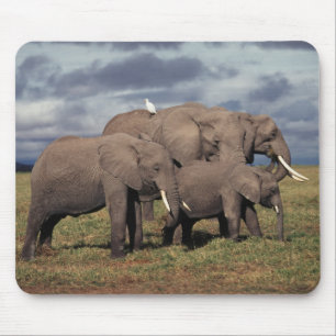 Baby Afrikaanse olifant met familie Muismat