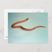 Baby Albino Hognose Snake Card Briefkaart (Voorkant / Achterkant)