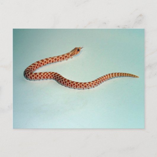 Baby Albino Hognose Snake Card Briefkaart (Voorkant)