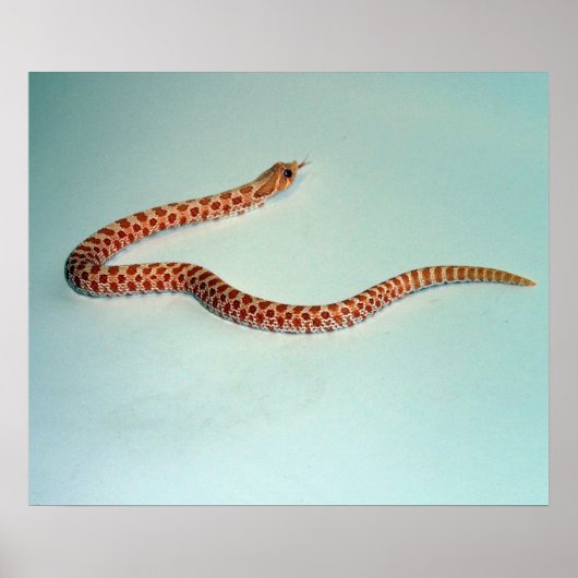 Baby Albino Hognose Snake Poster/Pring Poster (Voorkant)