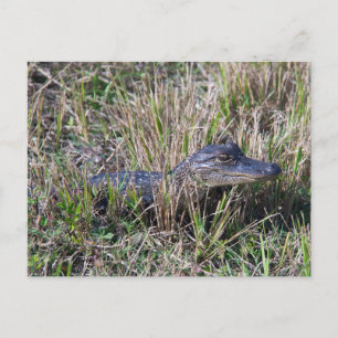 Baby Alligator Cute Natuur Florida Briefkaart